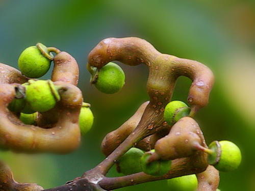 长在树上的"鸡爪",农村娃经常拿来当糖吃,如今十几块钱一斤_腾讯新闻