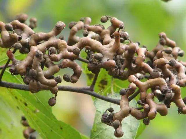 長在樹上的雞爪農村娃經常拿來當糖吃如今十幾塊錢一斤