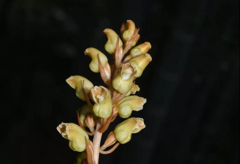 神农架林区|林草科普｜中国生物多样性保护及濒危植物调查-湖北篇