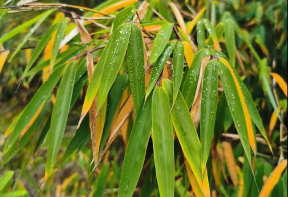 神农架林区|林草科普｜中国生物多样性保护及濒危植物调查-湖北篇