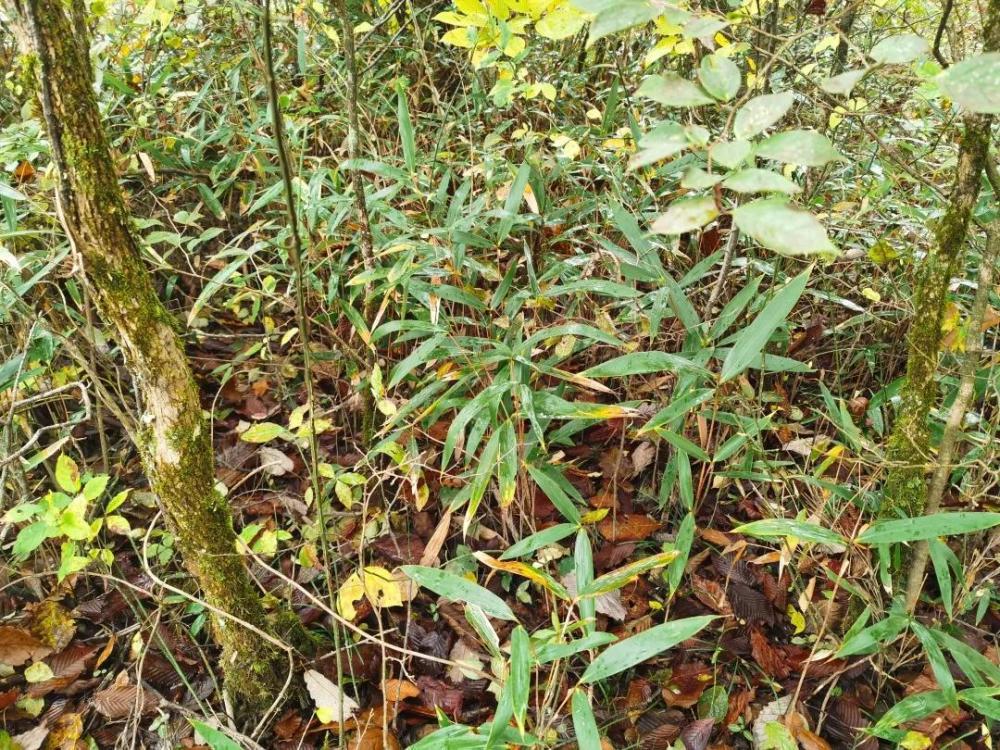 神农架林区|林草科普｜中国生物多样性保护及濒危植物调查-湖北篇