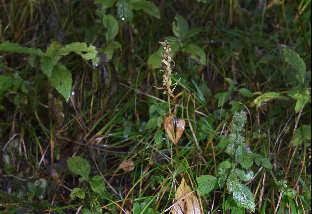 神农架林区|林草科普｜中国生物多样性保护及濒危植物调查-湖北篇