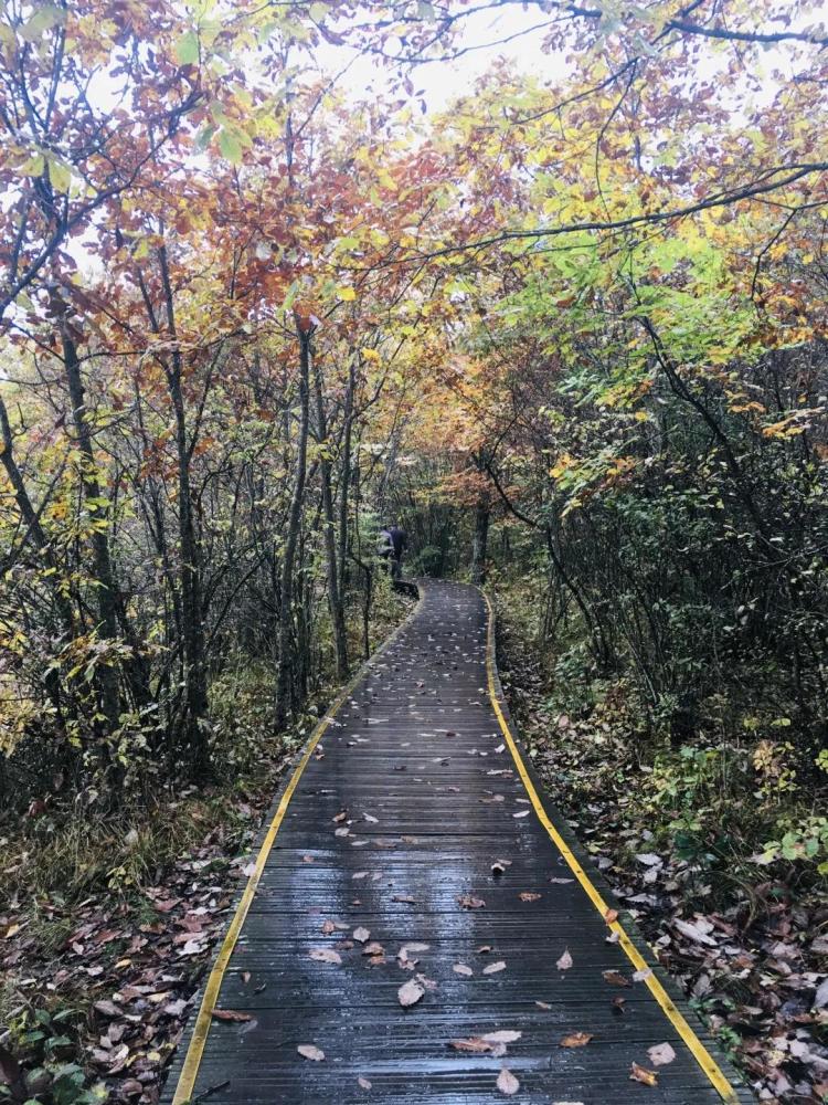 神农架林区|林草科普｜中国生物多样性保护及濒危植物调查-湖北篇