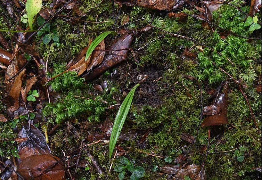神农架林区|林草科普｜中国生物多样性保护及濒危植物调查-湖北篇