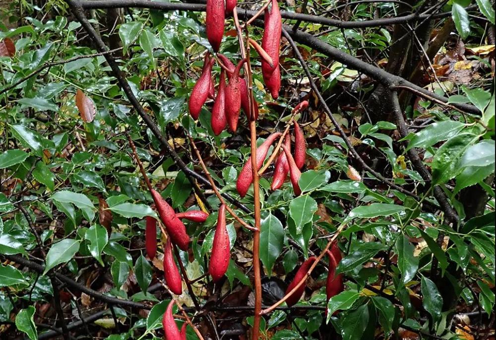 神农架林区|林草科普｜中国生物多样性保护及濒危植物调查-湖北篇