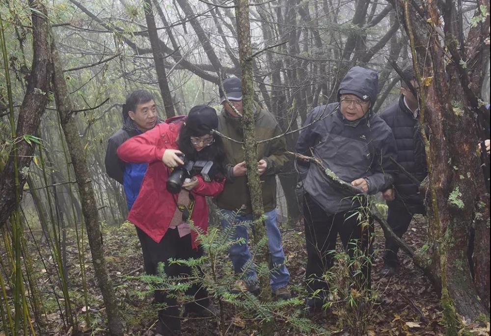 神农架林区|林草科普｜中国生物多样性保护及濒危植物调查-湖北篇