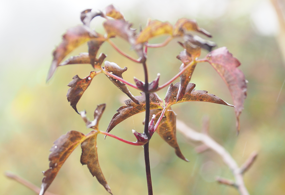 神农架林区|林草科普｜中国生物多样性保护及濒危植物调查-湖北篇
