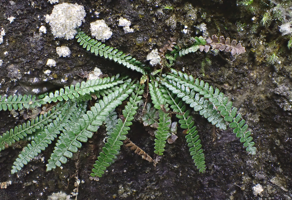 神农架林区|林草科普｜中国生物多样性保护及濒危植物调查-湖北篇