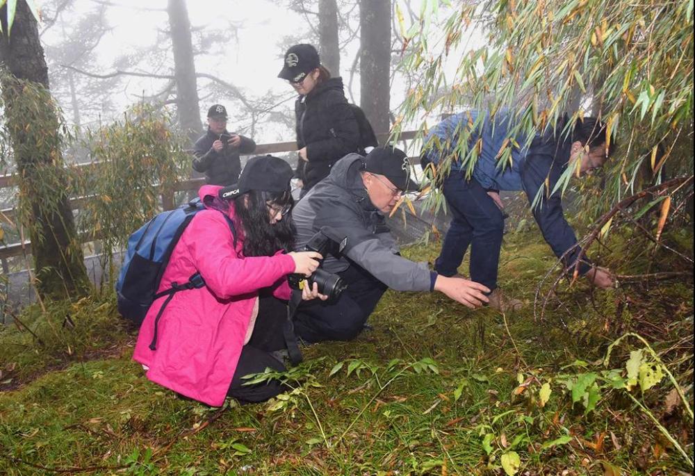 神农架林区|林草科普｜中国生物多样性保护及濒危植物调查-湖北篇