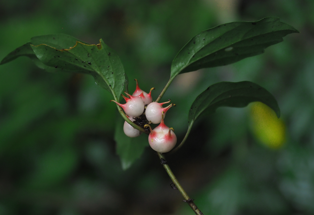 板凳果 pachysandra axillaris