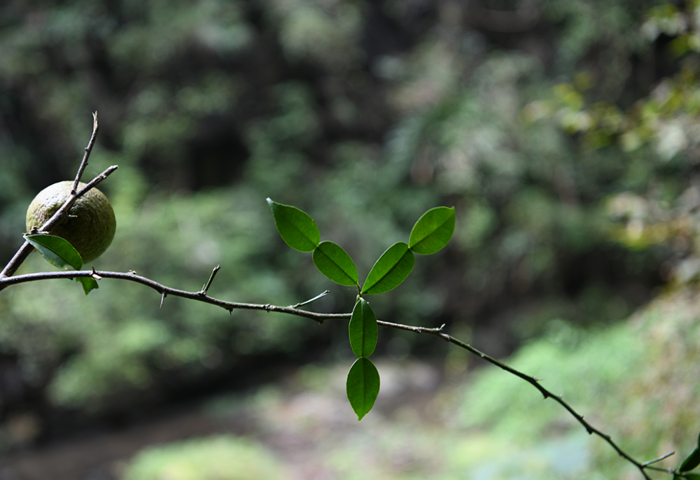 神农架林区|林草科普｜中国生物多样性保护及濒危植物调查-湖北篇