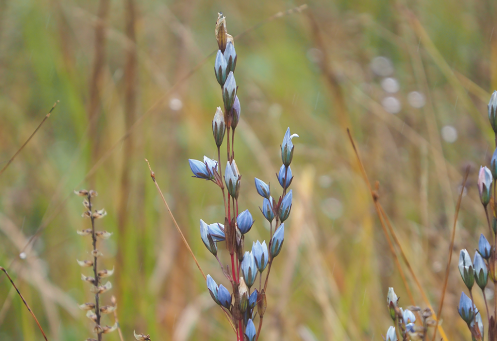 神农架林区|林草科普｜中国生物多样性保护及濒危植物调查-湖北篇