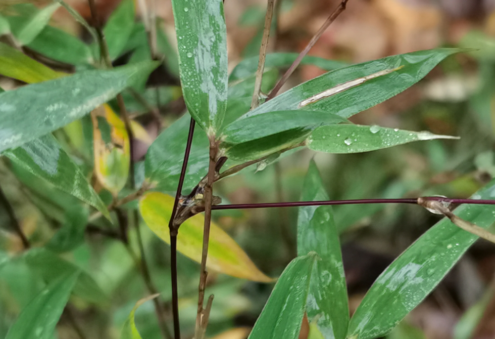 神农架林区|林草科普｜中国生物多样性保护及濒危植物调查-湖北篇