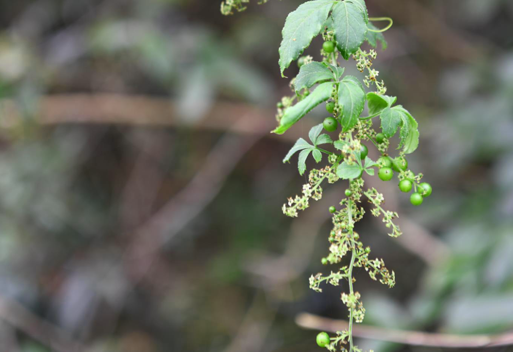 神农架林区|林草科普｜中国生物多样性保护及濒危植物调查-湖北篇