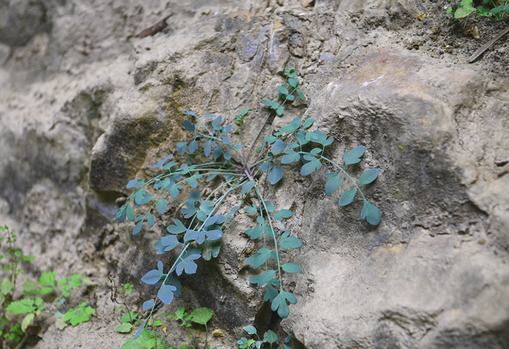 神农架林区|林草科普｜中国生物多样性保护及濒危植物调查-湖北篇