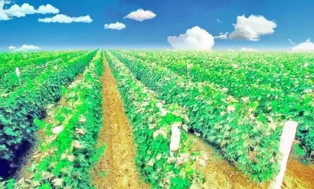 卡斯特酒庄|一文览尽中国最美酒庄