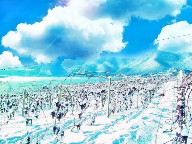 卡斯特酒庄|一文览尽中国最美酒庄