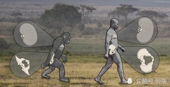 脊椎|为什么说人类学会直立行走，很可能是进化中发生的最大一个错误