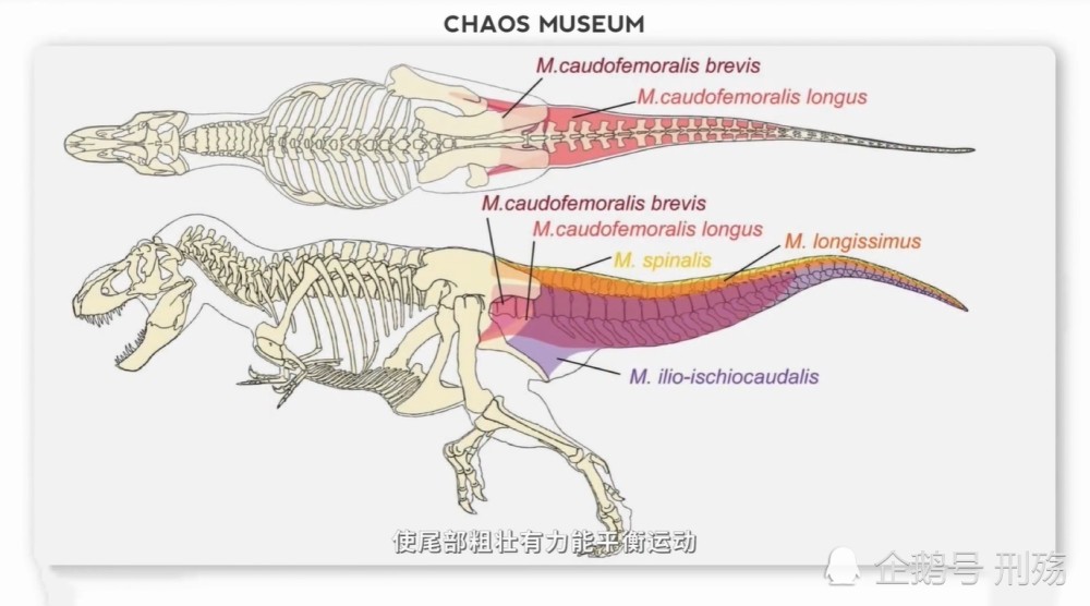 脊椎|为什么说人类学会直立行走，很可能是进化中发生的最大一个错误