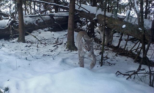 美洲狮|猫亚科中的战力天花板，美洲狮不仅能打，还很会算账