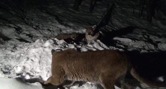 美洲狮|猫亚科中的战力天花板，美洲狮不仅能打，还很会算账