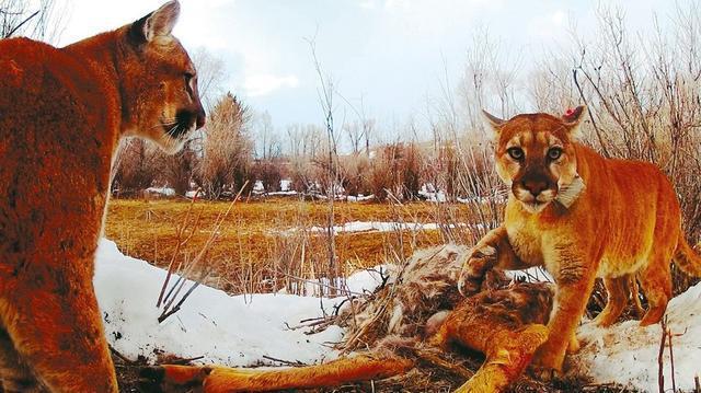 美洲狮|猫亚科中的战力天花板，美洲狮不仅能打，还很会算账