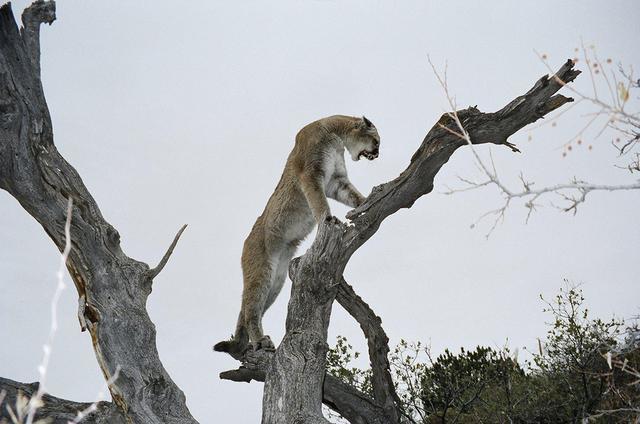 美洲狮|猫亚科中的战力天花板，美洲狮不仅能打，还很会算账