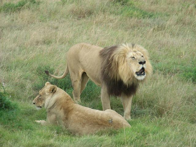 美洲狮|猫亚科中的战力天花板，美洲狮不仅能打，还很会算账