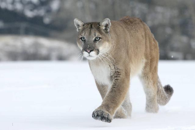 美洲狮|猫亚科中的战力天花板，美洲狮不仅能打，还很会算账