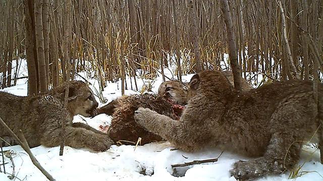 美洲狮|猫亚科中的战力天花板，美洲狮不仅能打，还很会算账