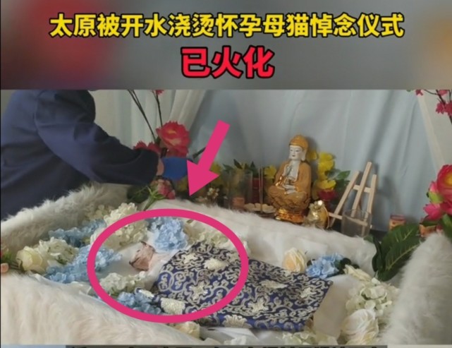 山西太原被开水浇烫死亡的母猫已经火化,爱心人士纷纷前往悼念