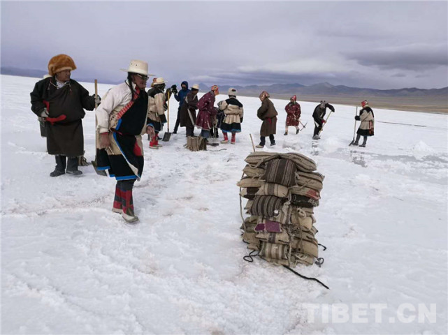 西藏革吉:盐湖边的新牧人