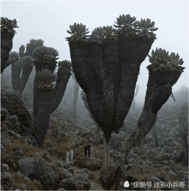 北极熊|12个“大”和“小”的极端对比照！看完才知道自己太渺小