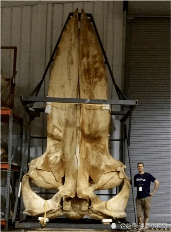 北极熊|12个“大”和“小”的极端对比照！看完才知道自己太渺小