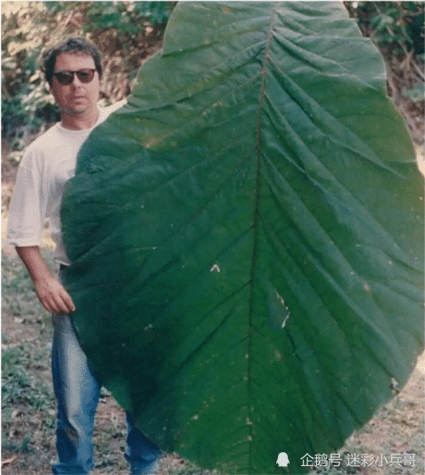 北极熊|12个“大”和“小”的极端对比照！看完才知道自己太渺小