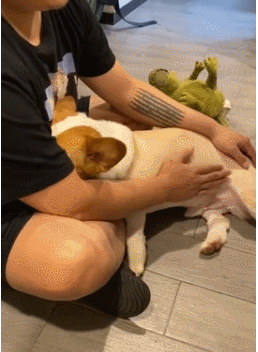 婚礼上狗狗一脚踢开主人!自家爱犬为何做出反常举动?