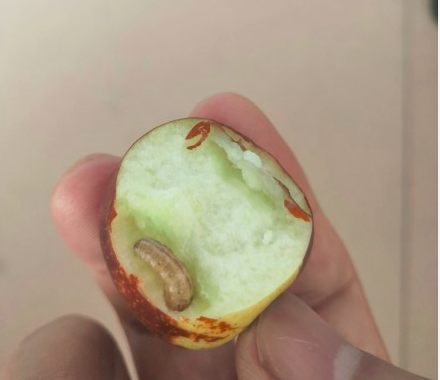 水果里面吃出虫子这可是高蛋白呀丨蝌学问答