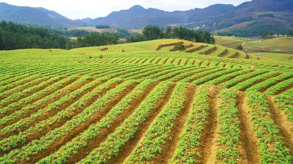 近年来,黄平县以创建"太子参中药材示范基地"为抓手,以打造"黄平