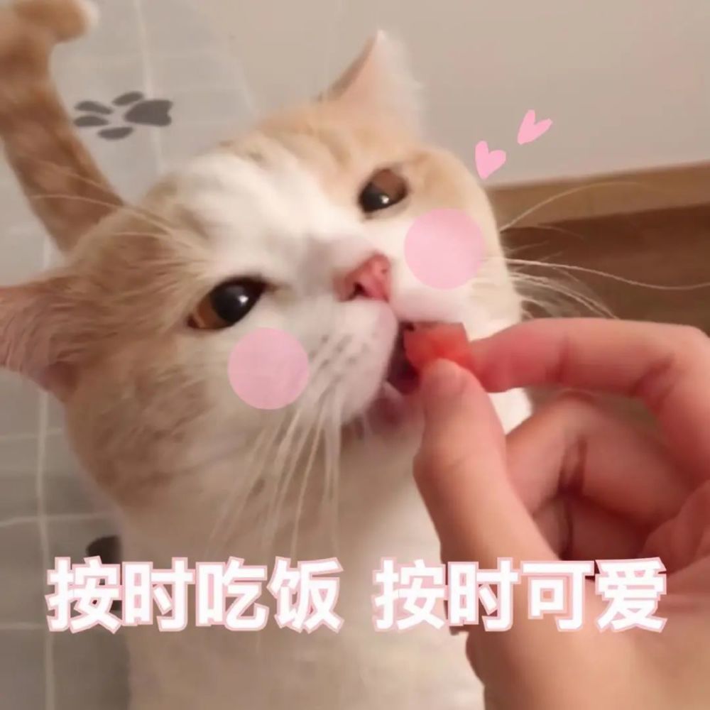 猫咪表情包合集谁在呼唤本可爱