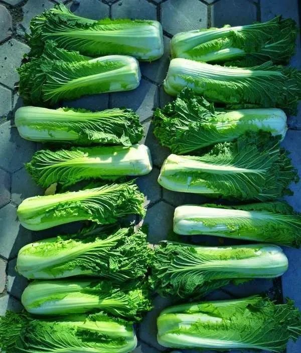 秋菜囤不动了啥情况