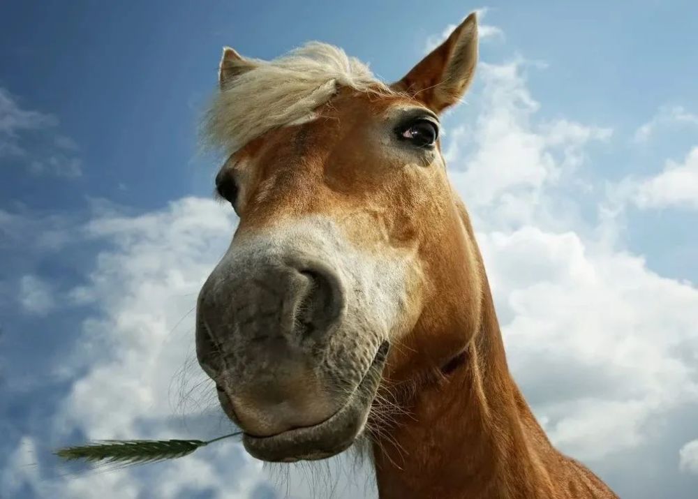 马上涨知识马的嗅觉有多灵敏