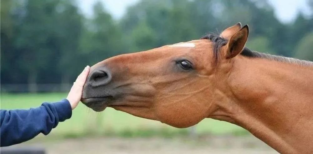 马上涨知识马的嗅觉有多灵敏