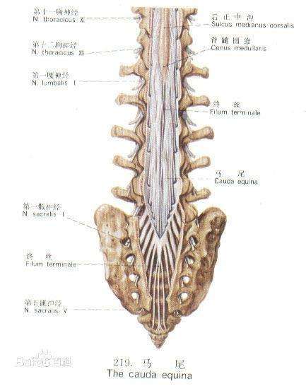 人體脊髓是在我們胸12到腰1附近節段就會終止,而其下面會形成一束束的