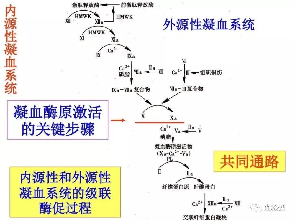 两张图轻松看懂凝血因子与凝血瀑布