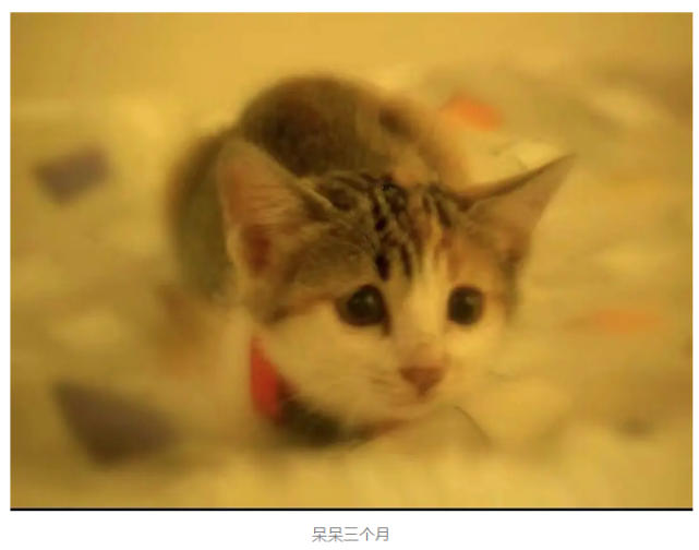 九岁老猫热爱运动食量大，主人误以为u201c返老还童u201d，直到瘦了两斤 