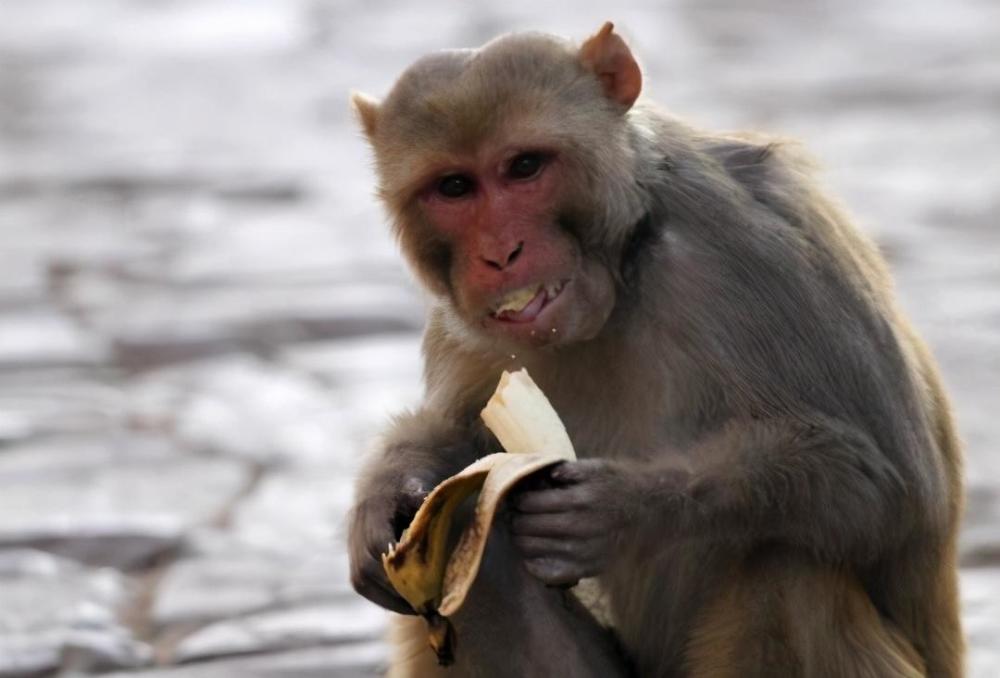 印度13岁女孩被猴子追赶坠楼身亡猴子伤人成患不少孩童遇害