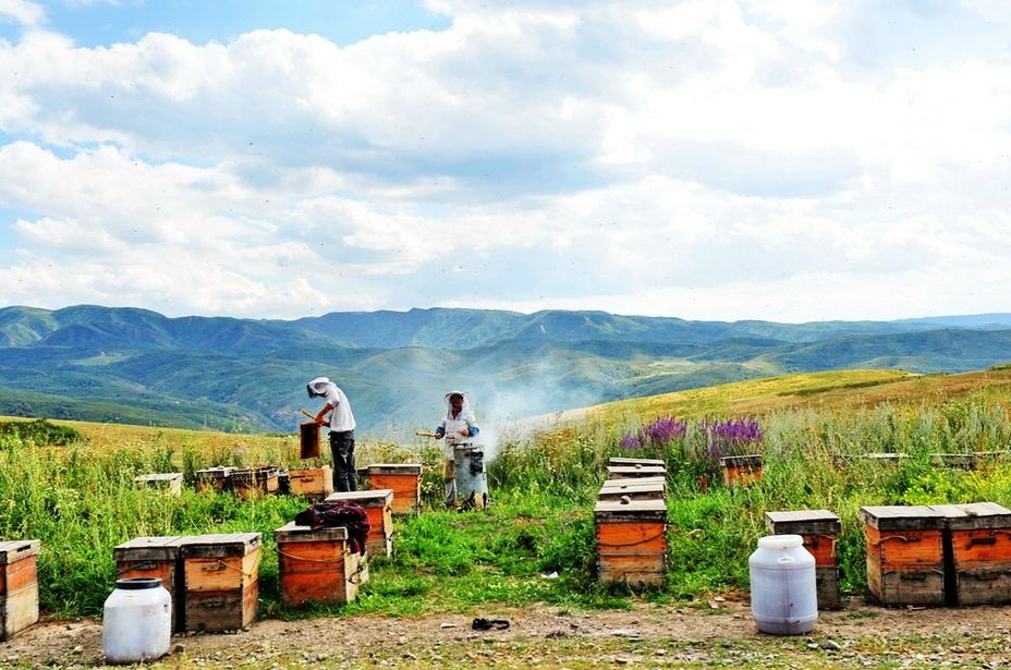 蜜蜂|蜜蜂的性别由食物决定？谣言！染色体才是决定蜜蜂性别的因素