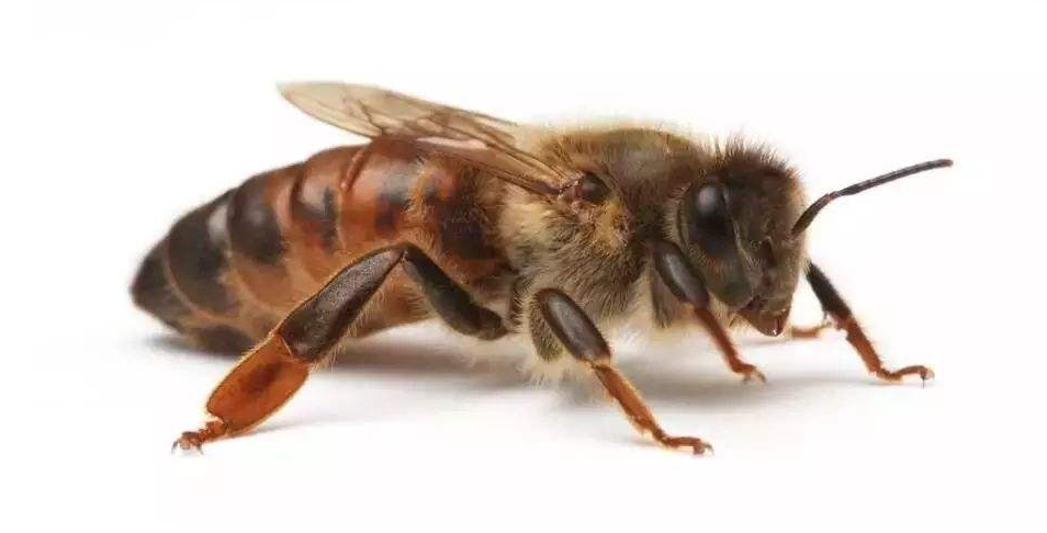 蜜蜂|蜜蜂的性别由食物决定？谣言！染色体才是决定蜜蜂性别的因素