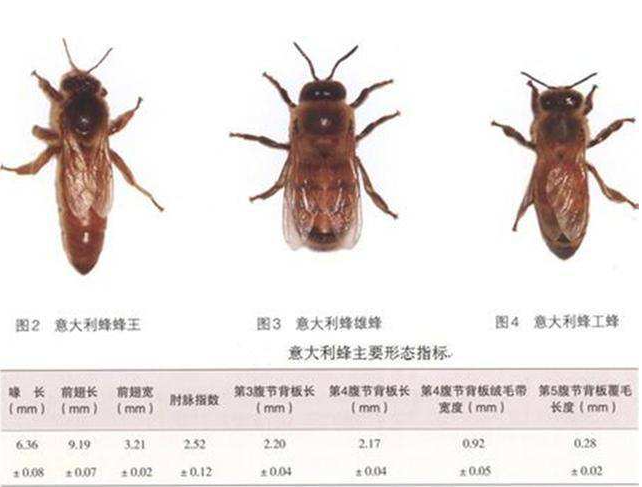 蜜蜂|蜜蜂的性别由食物决定？谣言！染色体才是决定蜜蜂性别的因素