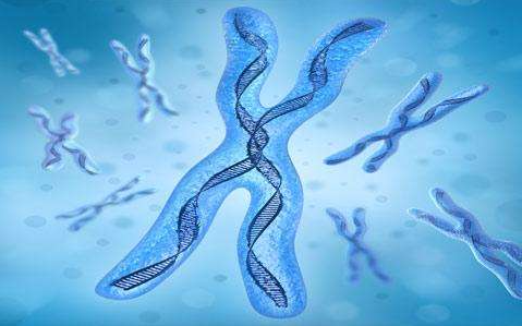 蜜蜂|蜜蜂的性别由食物决定？谣言！染色体才是决定蜜蜂性别的因素